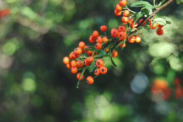 a selective focus close up of autumn berries