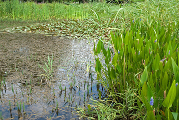 Pontederia cordata , Pontédérie à feuilles en cœur, Domaine départemental des Marmousets, Massif de l'Arc Boisé, La Queue en Brie, 94, Val de Marne, France