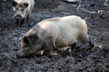 wild boars fighting for tasty apples close-up