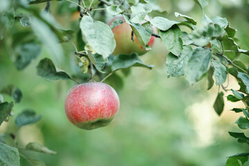 Ripe red apple on the branches of an apple tree in the garden.