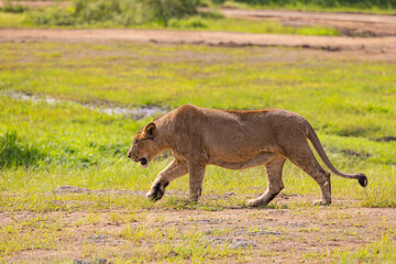 Gir Life Of Wildlife