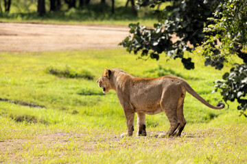 Gir Life Of Wildlife
