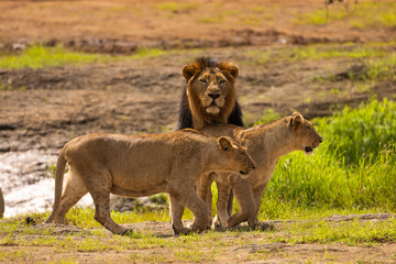 Gir Life Of Wildlife