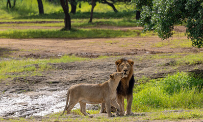 Gir Life Of Wildlife