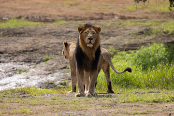 Gir Life Of Wildlife
