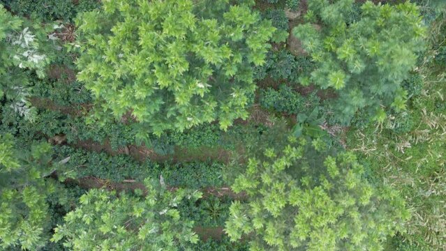 Cinematic aerial view with drone over a coffee plantation that is environmentally friendly as is grown under forest shadow