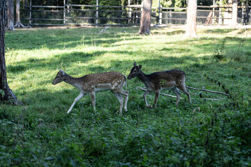 young deer close-up in natural conditions on an autumn day