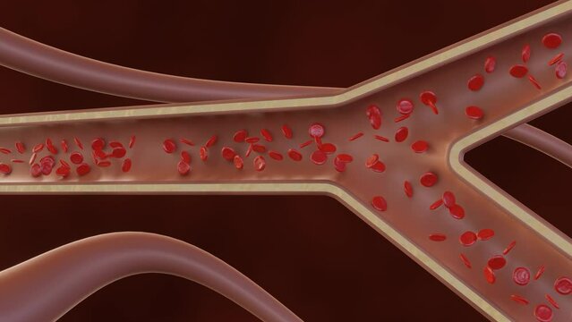 Y-shaped junction in blood capillary in healthy red blood cells flow 3d rendering