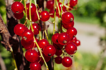 red currant berries