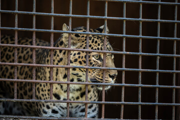 female Far Eastern leopard in a rehabilitation center close-up