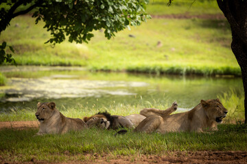 Gir Life Of Wildlife