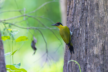 Black-headed Woodpecker (Picus erythropygius) A little bird on the bark of the tree.