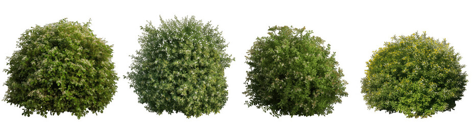 Large and dense bushes with small flowers isolated on transparent background generative ai