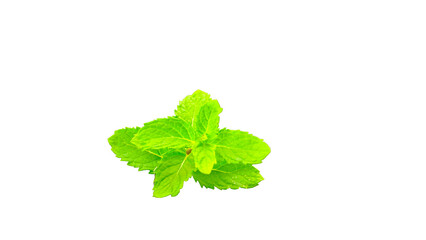 Mint is also known as Pudina and Mentha. Mentha spicata, is an aromatic herb belongs to the mint family, Lamiaceae