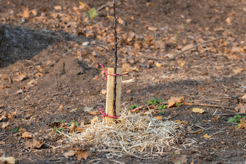 Planting a tree. A young tree seedling was planted in the ground and covered with wood shavings....