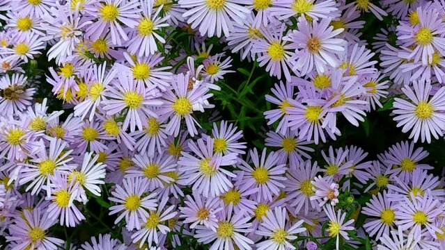 Syrphidae hoverflies - a family of flies pollinate, collect nectar from the bushes of Astra Tatar Aster tataricus close-up in nature