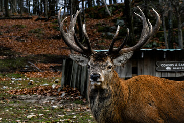 Cerf Roux dans la nature