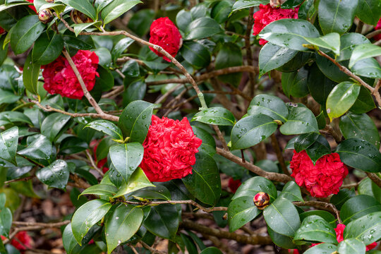 Red rose type plant on bush in garden; raindrops on leaves