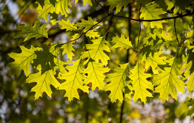 Green-yellow autumn leaves against the sky close-up, autumn landscape