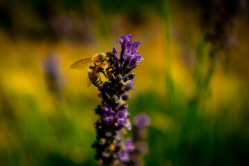 bee on a flower