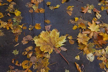 fallen maple leaves covering the road - 655953303