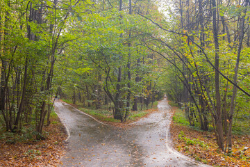 forks of roads in the forest