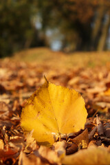 colorful autumn leaves on the ground