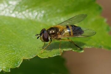 Closeup of the Spring hoverfly , Epistrophe eligans on a green leaf