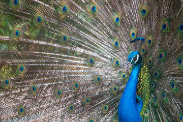 Fototapeta na wymiar peacock with feathers out