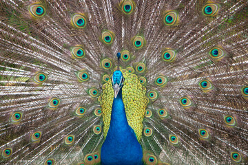 Naklejka premium peacock with feathers out