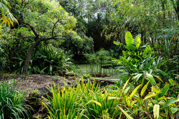 Green swamp garden with pond; green plants and trees