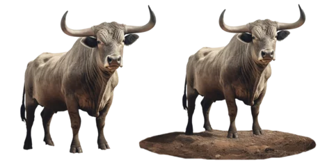 Zelfklevend Fotobehang Full length portrait of a bull standing © missty
