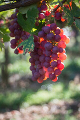 Closeup of bunch of red grappes in a vineyard by sunny day