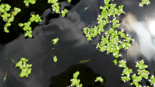 Tiny guppies are swimming in small pond in the park, surrounded by aquatic plants. Organic pattern of spreading aquatic weeds. Reflection of sky and sun.