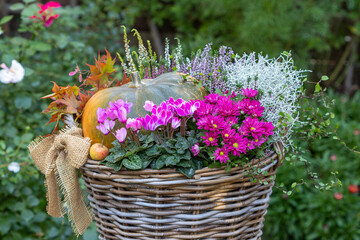 pink Alpenveilchen, Chrysantheme, Heidekraut, Silberdrahtpflanze, mühlenbeckia und Kürbis in...