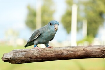 lineolated parakeet cobalt turquoise grey wing perched on a log
The barred parakeet (Bolborhynchus...