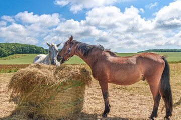 Obraz premium Two horses eat hay in a paddock