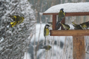 Beautiful winter scenery with many song birds eating in the bird house within a heavy snowfall