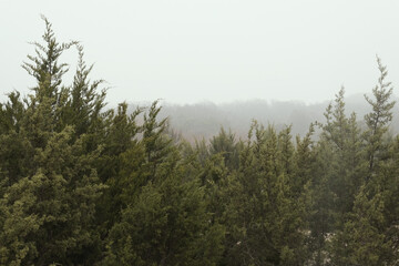 Foggy day in Texas landscape with juniper trees in fog environment, overcast weather day.