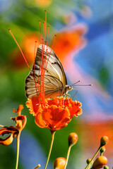 butterfly on flower