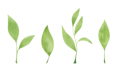 A set of green leaves isolated on a white background, hand-drawn. Watercolor twig with leaves. An element for design and decoration. The texture of watercolor on paper. A bright spring leaf.