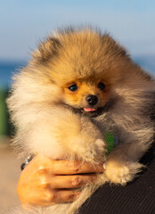 Obraz premium Funny orange pomeranian spitz on human hands on a walk near the Baltic sea, Jurmala. Latvia.