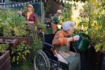 Close up of senior woman in wheelchair taking care of tomato plant in urban garden.
