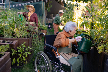 Close up of senior woman in wheelchair taking care of tomato plant in urban garden.