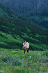 Wild chamois in High Tatras mountains on the way to Kasprowy Wierch during the summer sunset. Tatry Wysokie from Polish side have much to offer for hikers. Amaizing mountains, views and sceneries.