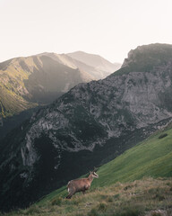Wild chamois in High Tatras mountains on the way to Kasprowy Wierch during the summer sunset. Tatry Wysokie from Polish side have much to offer for hikers. Amaizing mountains, views and sceneries.