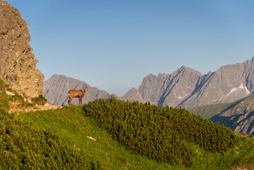 Wild chamois in High Tatras mountains on the way to Kasprowy Wierch during the summer sunset. Tatry Wysokie from Polish side have much to offer for hikers. Amaizing mountains, views and sceneries.