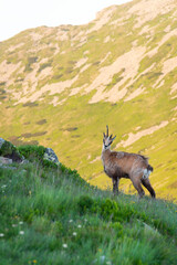 Wild chamois in High Tatras mountains on the way to Kasprowy Wierch during the summer sunset. Tatry Wysokie from Polish side have much to offer for hikers. Amaizing mountains, views and sceneries.