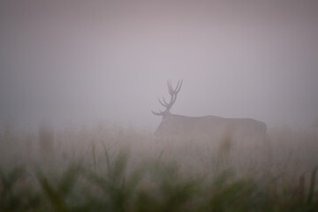 misty morning mist © Karol