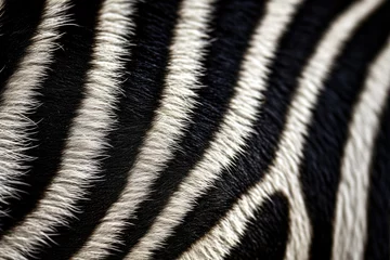 Fototapeten zebra stripes © mimagephotos